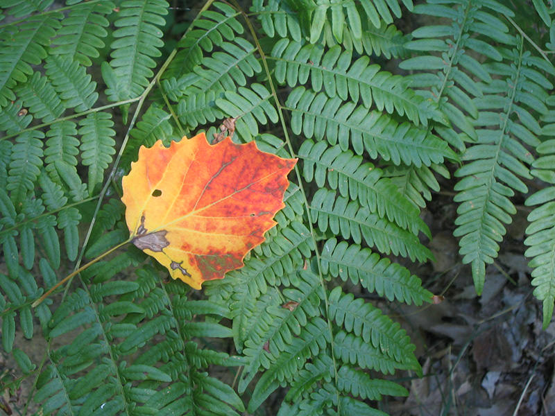 Aspen leaf near the author's home