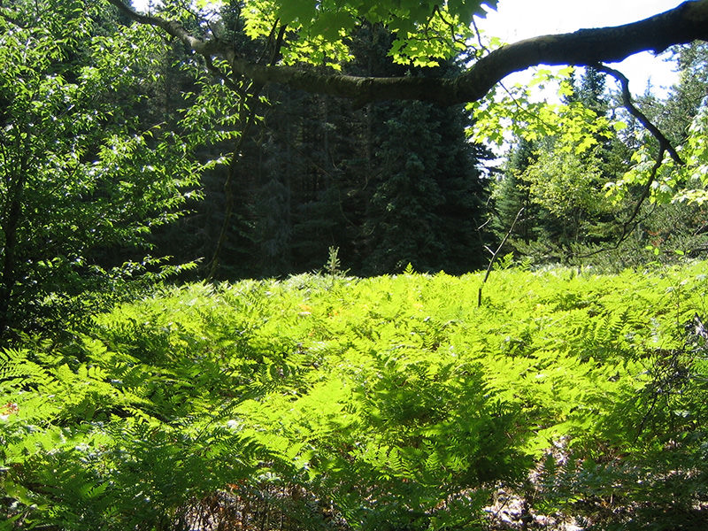 Bracken ferns near the author's home