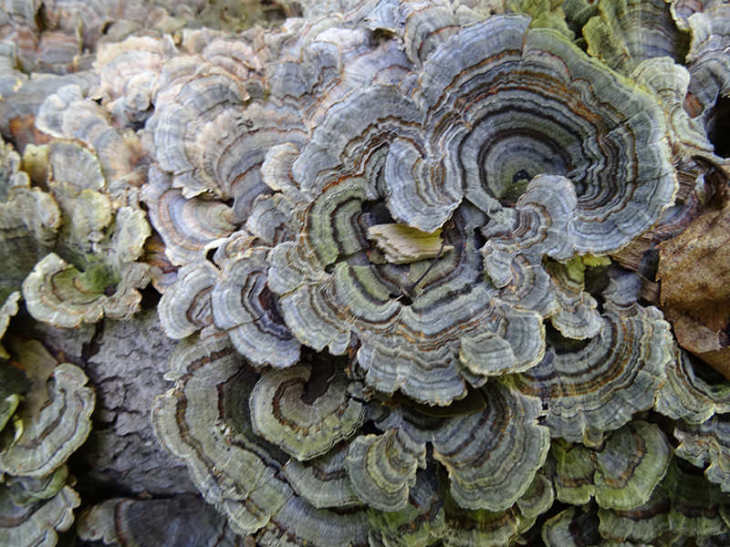 Fungi in Michigan's Upper Peninsula